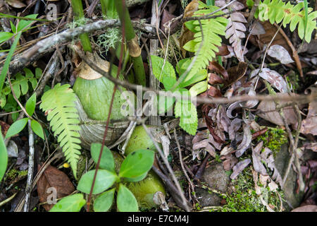 This is how Peristeria elata bulbs grow in the wild. You can see a lot of other species growing around it. Stock Photo