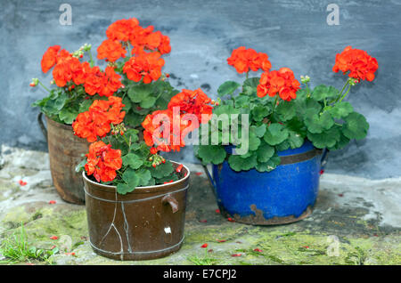 Red Geraniums pots flowers Pelargonium in flower ceramic pot Stock Photo