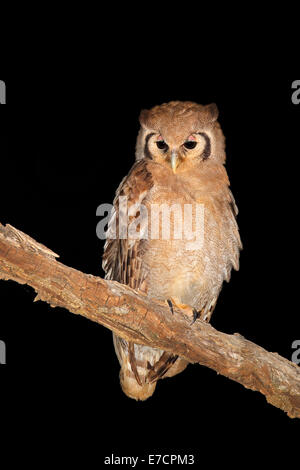 A giant eagle-owl (Bubo lacteus) perched on a branch during the night, South Africa Stock Photo
