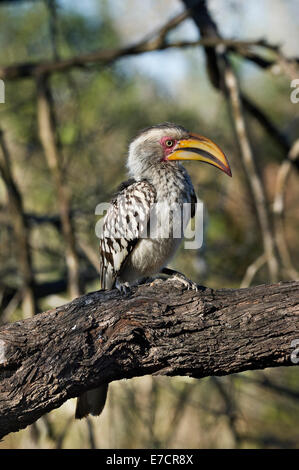 South Africa, Southern Yellow-billed Horn-bill, Tockus leucomelas