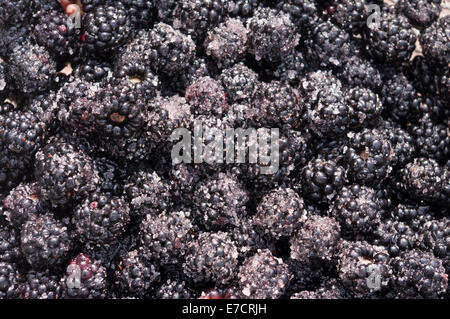 Freshly Picked Blackberries Covered in Sugar Stock Photo