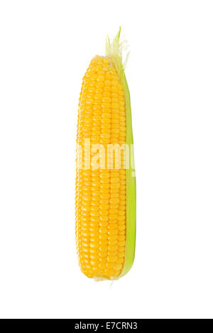 Fully developed Corn Cob with silk, husk and golden seed on white background Stock Photo