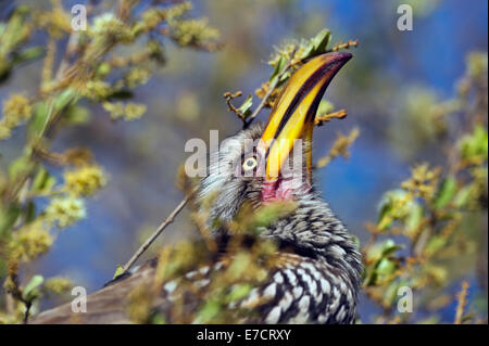 South Africa, Southern Yellow-billed Horn-bill, Tockus leucomelas