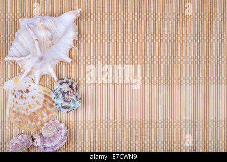 Assorted seashells on bamboo background Stock Photo