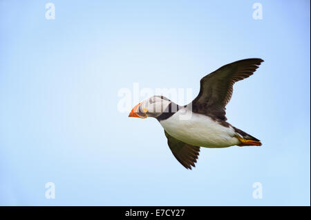 An Atlantic Puffin (Fratercula arctica) in flight flying flies airborne against a blue sky. Stock Photo