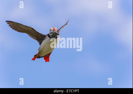 An Atlantic Puffin (Fratercula arctica) returns from a successful fishing expedition with a beakful of sand eels. Stock Photo