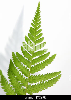 Fern leaf ( Dryopteris ) detail  against a white background Stock Photo