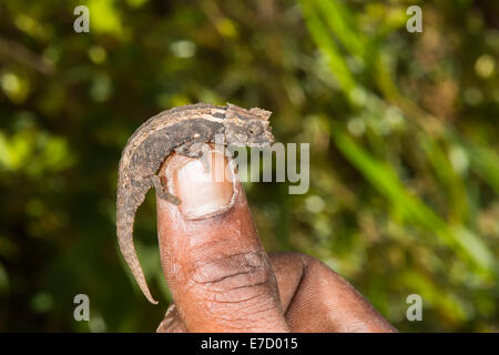Madagascan dwarf chameleon (Brookesia minima), Madagascar Stock Photo