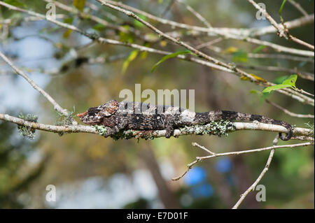 Elephant-eared Chameleon or Short-horned Chameleon (Calumma brevicornis), Madagascar Stock Photo
