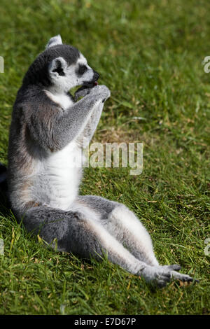 Lemur sitting in the sun strepsirrhine primates endemic Stock Photo