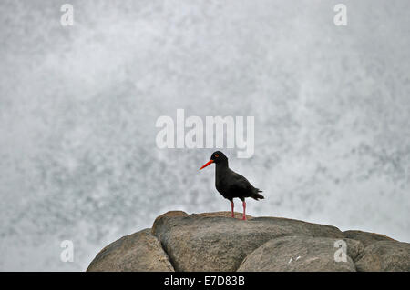 South Africa, west coast, African Black Oyster-catcher, Haematopus moquini Stock Photo
