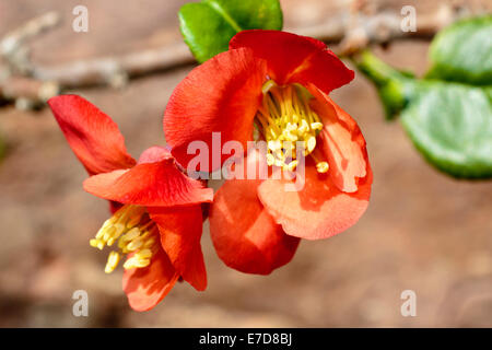 Flowers of the hybrid Japanese quince, Chaenomeles x superba 'Rowallane' Stock Photo