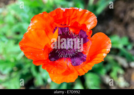 Close-up of flowering red orange Poppy blossom in residential garden Stock Photo