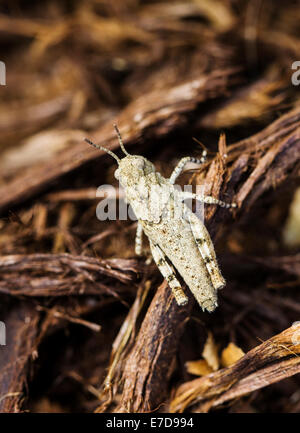 Close-up of grasshopper in a residential garden Stock Photo