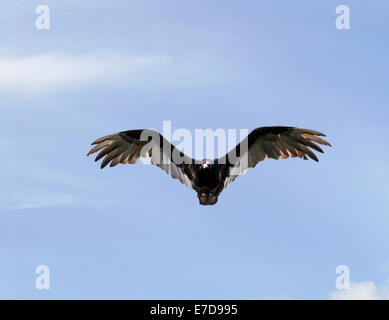 Turkey Vulture (Cathartes aura), turkey buzzard, genus Cathartes, family Cathartidae, flying against a cobalt blue Colorado sky. Stock Photo