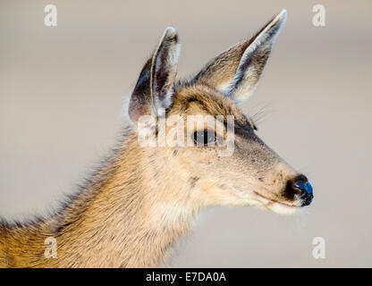 Mule deer, or black-tailed deer, Salida, Colorado, USA Stock Photo