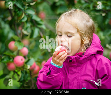 Little girl in the apple garden Stock Photo