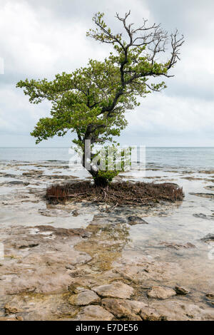 A single mangrove tree clings to coral rock reef at low tide, reflected in the shallow waters under a stormy Florida Keys sky. Stock Photo