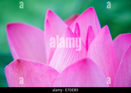 Pink Lotus Blossom Stock Photo