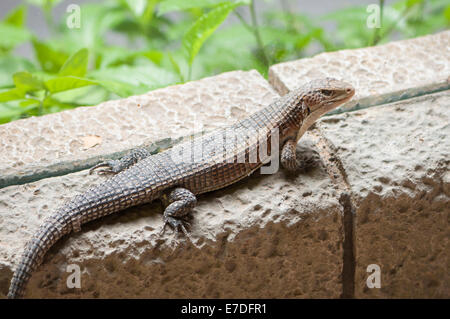 very large lizards sunning terrarium Stock Photo