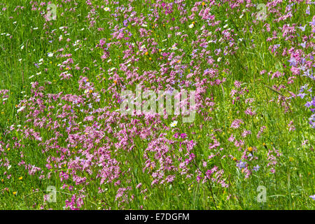meadow wildflowers cuckoo light red carnations bellflower Stock Photo