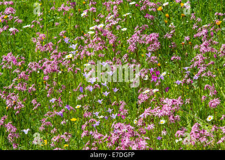 meadow wildflowers cuckoo light red carnations bellflower Stock Photo