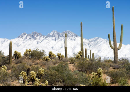 The Four Peaks mountain range in Arizona is covered in snow as desert saguaro, cholla, and agave bask in sunlight. Stock Photo