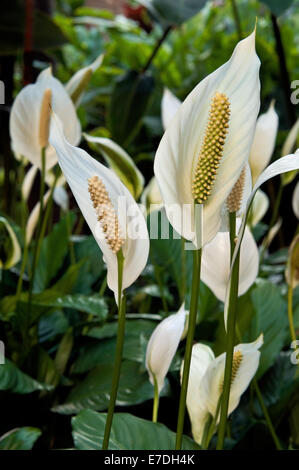 A collection of peace lilies flourish in a tropical garden. Stock Photo