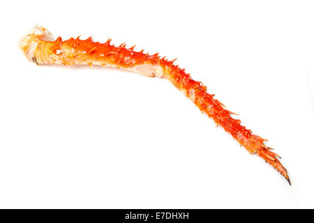 Cooked Peruvian Southern King crab leg (Lithodes Santolla ) isolated on a white studio background. Stock Photo