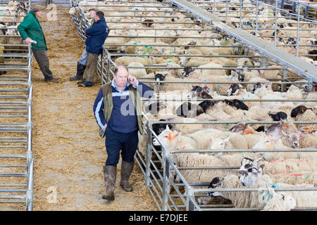 Farmer on the phone with other sheep farmers in the background. Sheep Auction, Melton Mowbray Market, Leicestershire, England, UK Stock Photo