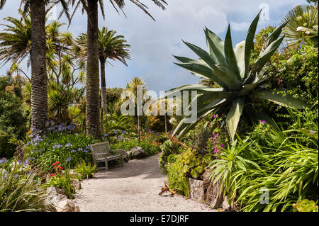 Tresco Abbey Garden, Isles of Scilly, UK. The Middle Terrace is the most sheltered part of the garden (agave ferox on the right) Stock Photo