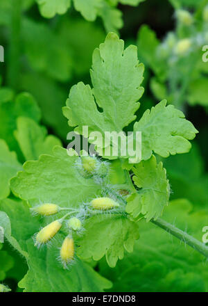 Greater Celandine - Chelidonium majus Leaves & Flower Buds Stock Photo