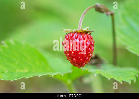 Ripe wild strawberry berry closeup