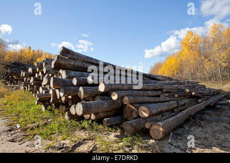 pilesof loggs, alberta, canada Stock Photo