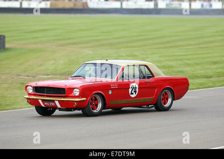 Chichester, West Sussex, UK. 13th Sep, 2014. Pictures from the Goodwood Revival 2014 - The Shelby Cup - A race for saloon cars powered by small-block V8 engines on the 60th anniversary of the small-block V8 engine. A large number of Ford Mustangs mariking the car's 50th anniversary took on other American classics such as Ford Falcon, Plymouth Barracuda, Mercury Comet Cyclone and Dodge Dart. Picture shows: Henry Mann driving a 1965 Ford Mustang Credit:  Oliver Dixon/Alamy Live News Stock Photo