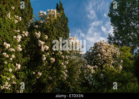 A vigorous white rambling rose (rosa 'Rambling Rector') scrambles over a yew tree and an old apple tree in an English garden in summer Stock Photo