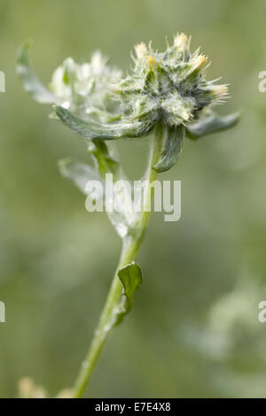 common cottonrose, filago vulgaris Stock Photo