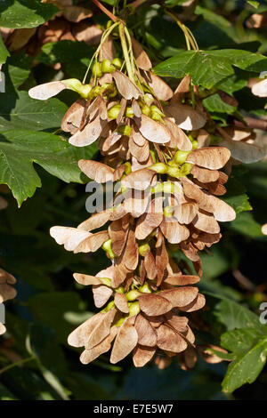 Seeds on a Sycamore tree. Hurst Meadows, West Molesey, Surrey, England. Stock Photo