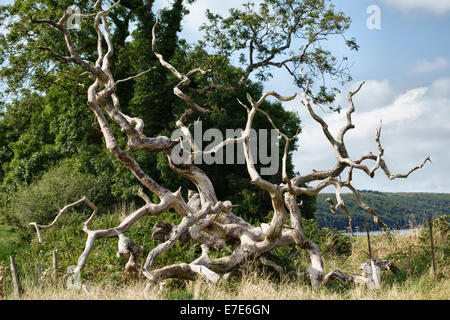 Dead branches of a fallen Oak tree on a frosty, foggy morning Stock ...