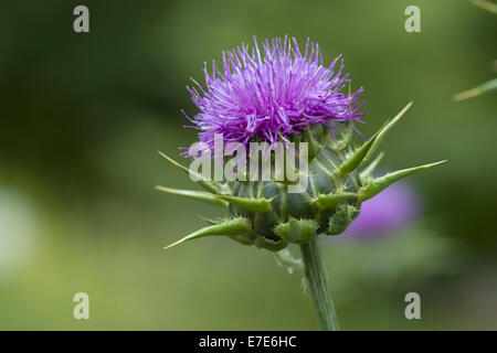 blessed milk thistle, silybum marianum Stock Photo