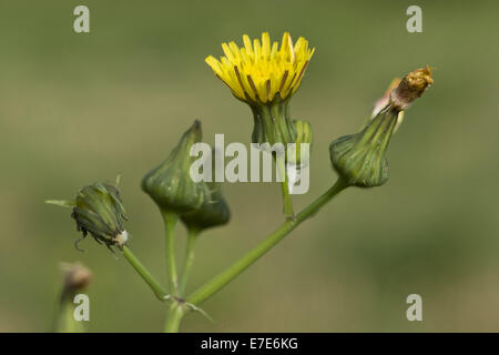 common sow thistle, sonchus oleraceus Stock Photo