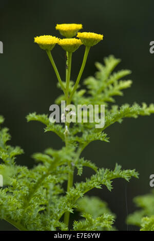 common tansy, tanacetum vulgare Stock Photo