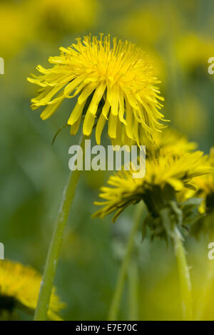 common dandelion, taraxacum officinale Stock Photo