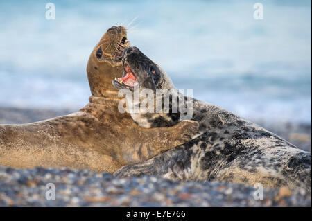 grey seals, halichoerus grypus, helgoland, north sea, germany Stock Photo