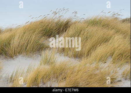 sanddunes, helgoland, north sea, germany Stock Photo