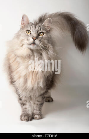 Norwegian Forest Cat Stock Photo