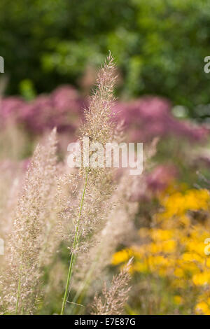 Calamagrostis brachytricha. Korean feather reed grass in flower in an herbaceous border. Stock Photo