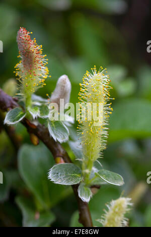 Ranunculus ficaria 'Brazen Hussy' Stock Photo