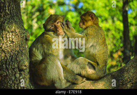 BARBARY MACAQUES SITTING IN A TREE IN FRANCE AND GROOMING EACH OTHER Stock Photo