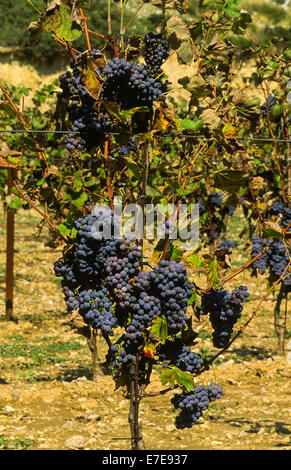 BLACK GRAPES RIPENING IN ROWS IN FRANCE Stock Photo